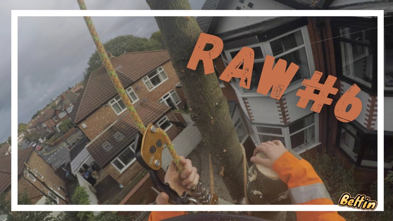 (Raw) SRT Maple Removal [UK Tree Surgeon]