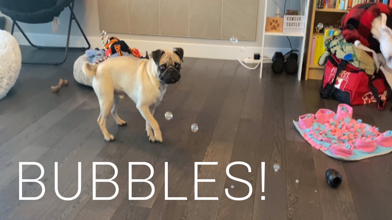 Pug Reacts to Dog Friendly Bubbles