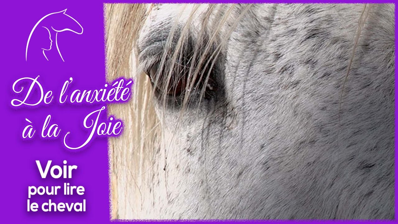De l'anxiété à la Joie - Voir pour lire le cheval