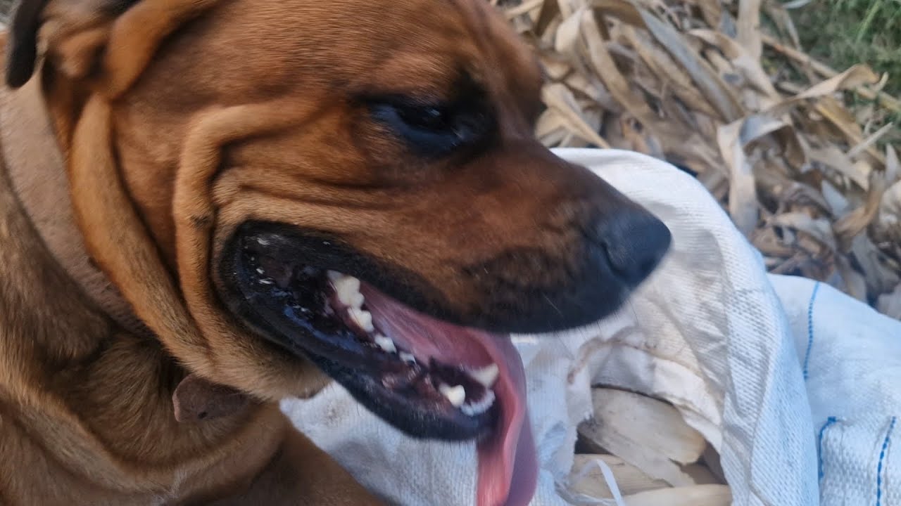 COLHENDO milho 