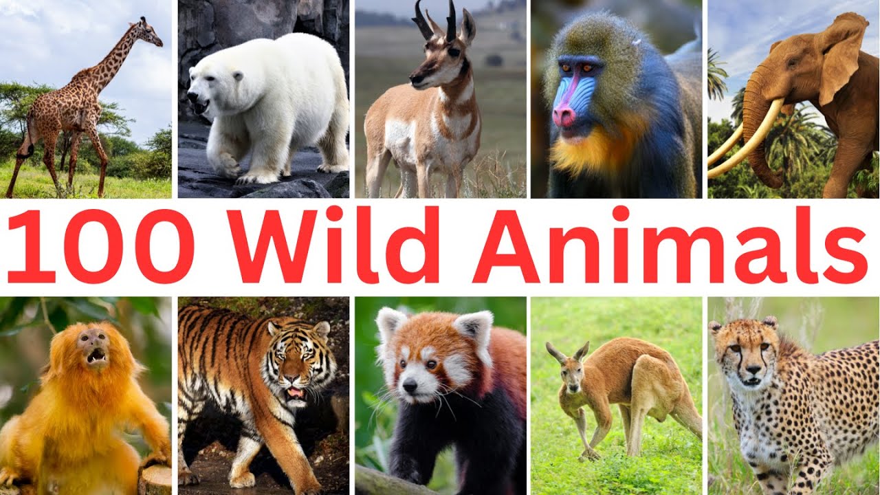 100 Most Popular Wild Animals You Need to Know