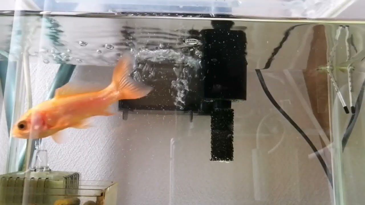 べ〜ちゃんの金魚飼育日記　954日