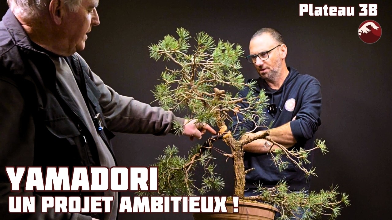 Première mise en forme d'un Pin Sylvestre Yamadori avec Gaby Becker 🌱 NEJIKAN BONSAI 🌱