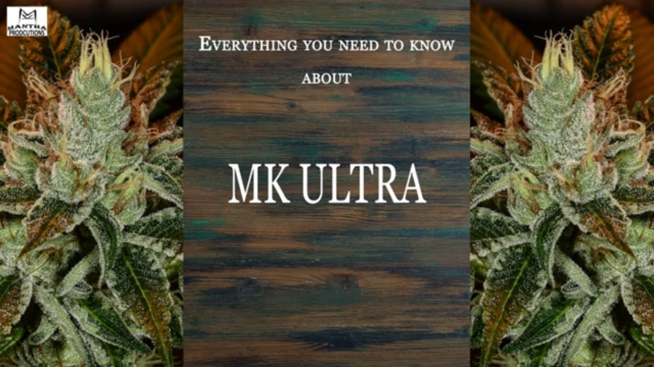 MK Ultra | Best Buds Strain Spotlight