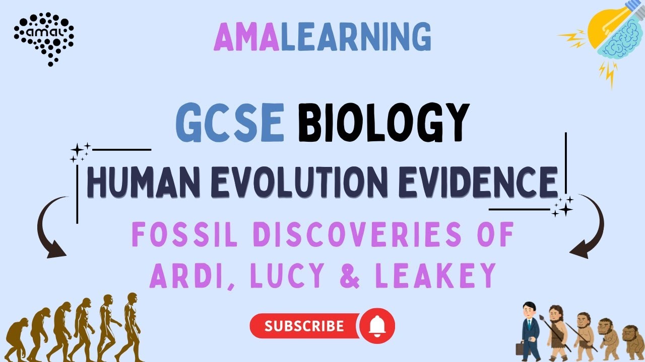 GCSE Biology - Human Evolution Evidence: Fossil Discoveries of Ardi, Lucy & Leakey