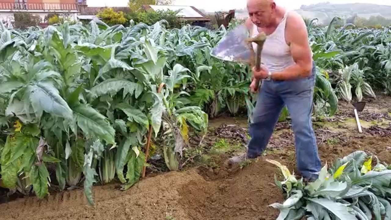 Cardo Gobbo di Nizza. La sotterratura.