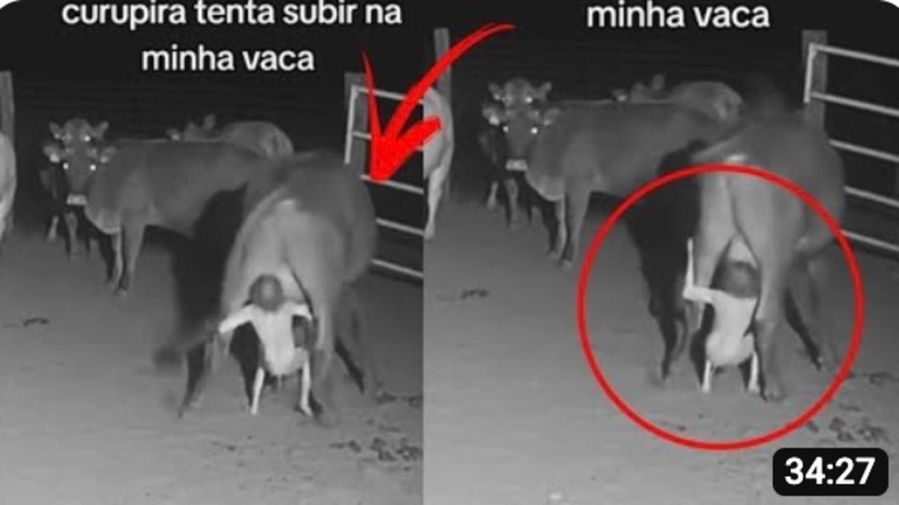 На Камеру Попало Такое, Что Никто Не Ожидал Увидеть! Случаи С Животными Снятые На Камеру