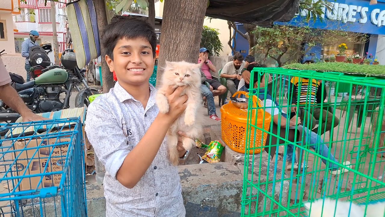 Daily Vlog | Today Selling Persian Cat at Baguiati Sakher Haat