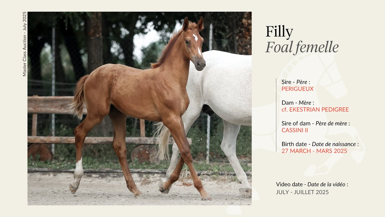 Lot 2 - Filly - Perigueux x Cassini II