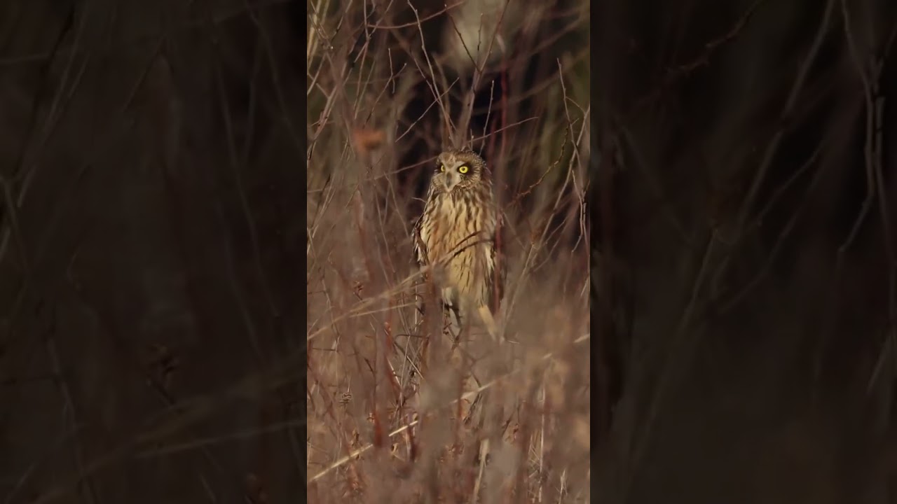 First time I got shots of short eared owl. It is just beautiful! .. .