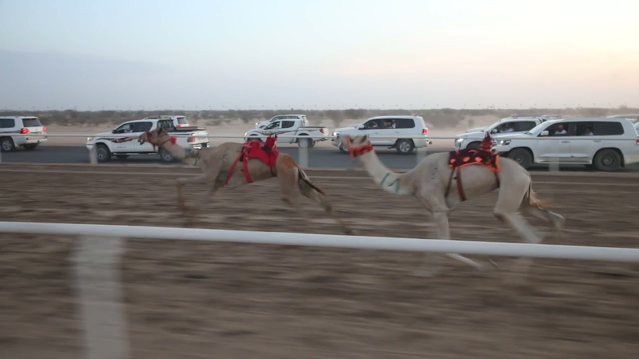 ش2 قعدان لقايا 1444/12/24هـ - 2023/07/12م (الذيب) سامي بن سعود الحويطي