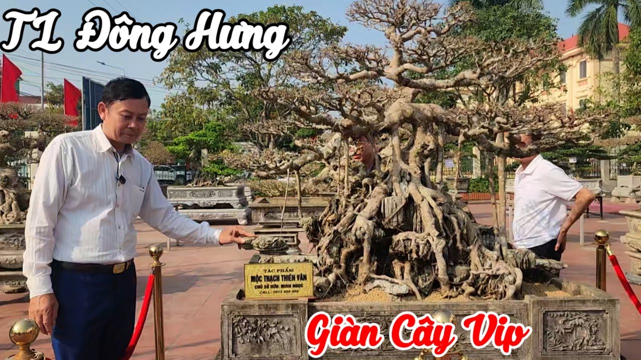 Hơn 200 TP Cây cảnh xuất sắc trưng bày tại TL SVC xã Đông Hưng HY từ ngày 21 đến ngày 28.12