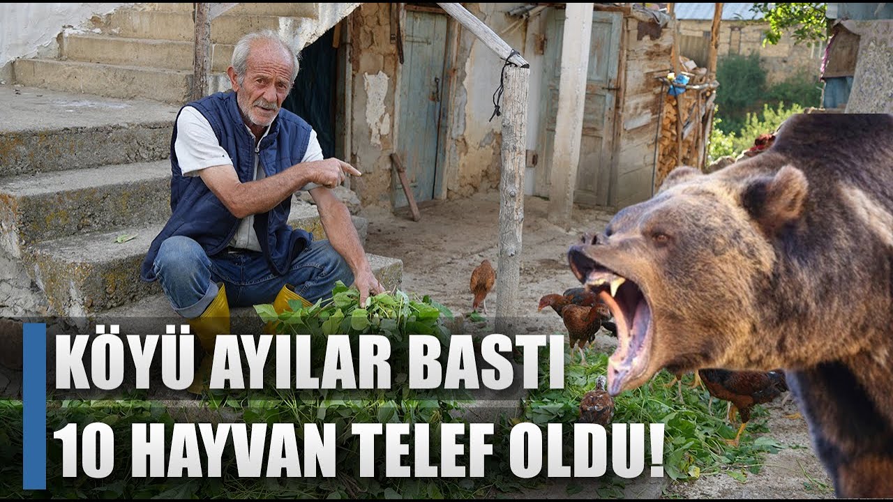 Bayburt'ta Ayılar Kümes Bastı! 