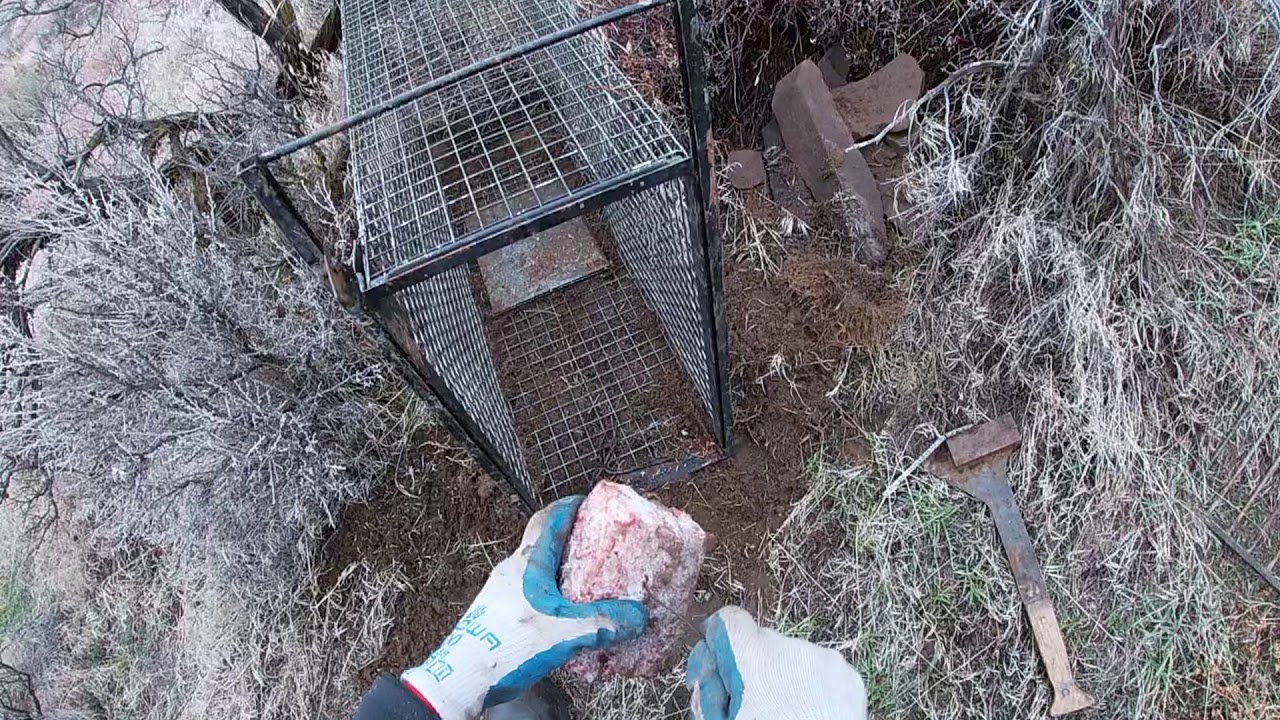 Setting cages for bobcats (Part 1)