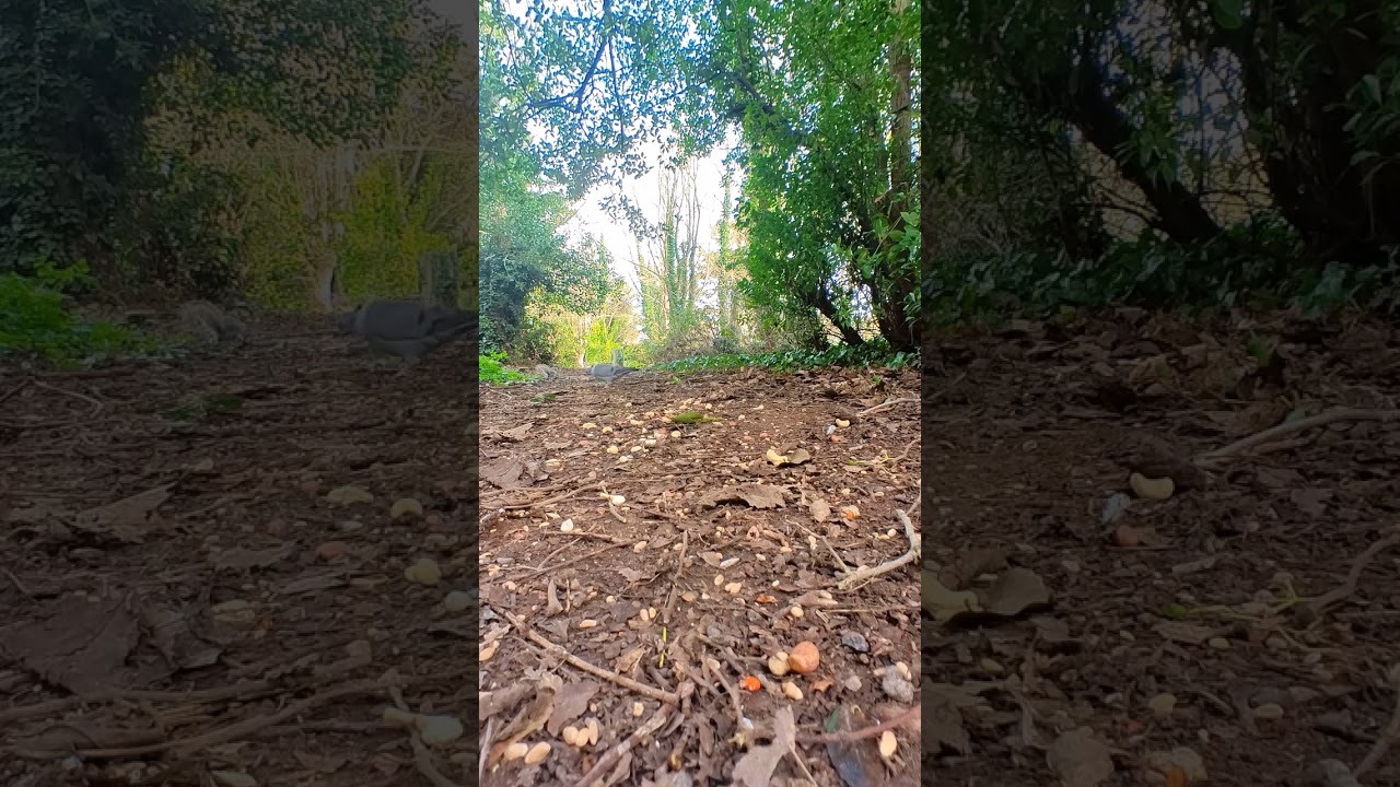 Moonwalking Stock Dove / Trail Cam / Cemetery Wildlife.