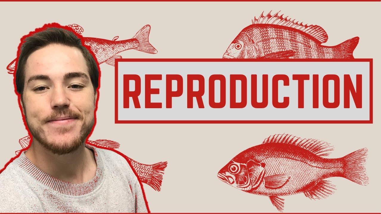 Ichthyology Lesson 6 - Fish Reproduction