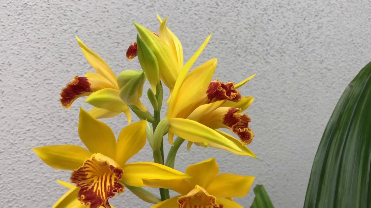 Phaius Maculato-Gradifolius ‘Joan Hart’ цветение и немного об уходе