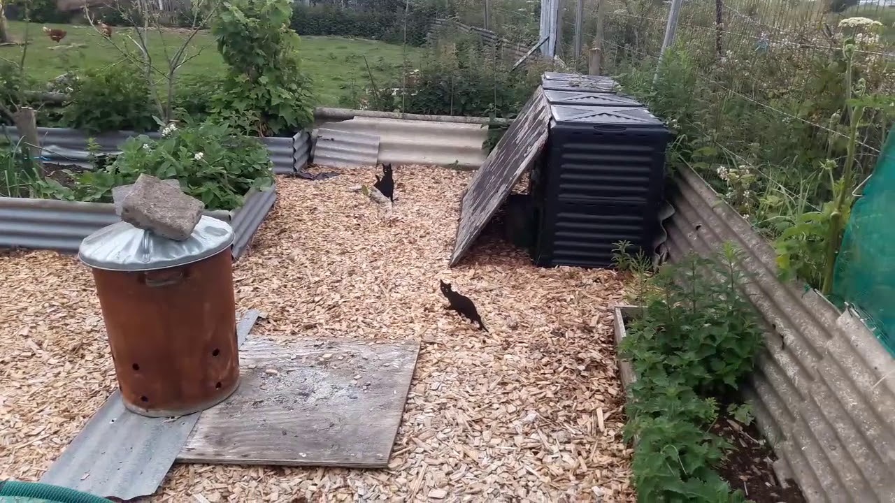 Alan's Allotment V63 The IP Camera, on Solar system, is now working! and a quick update on the plot
