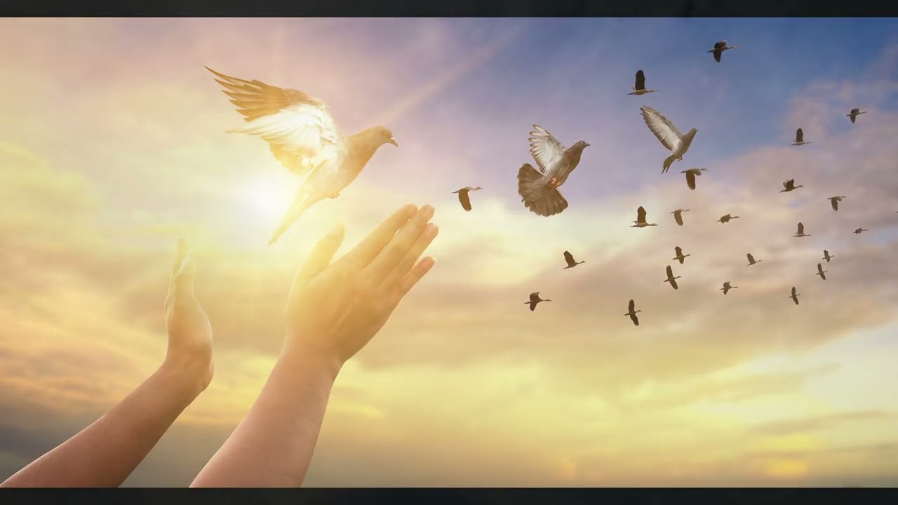 Let Them Fly