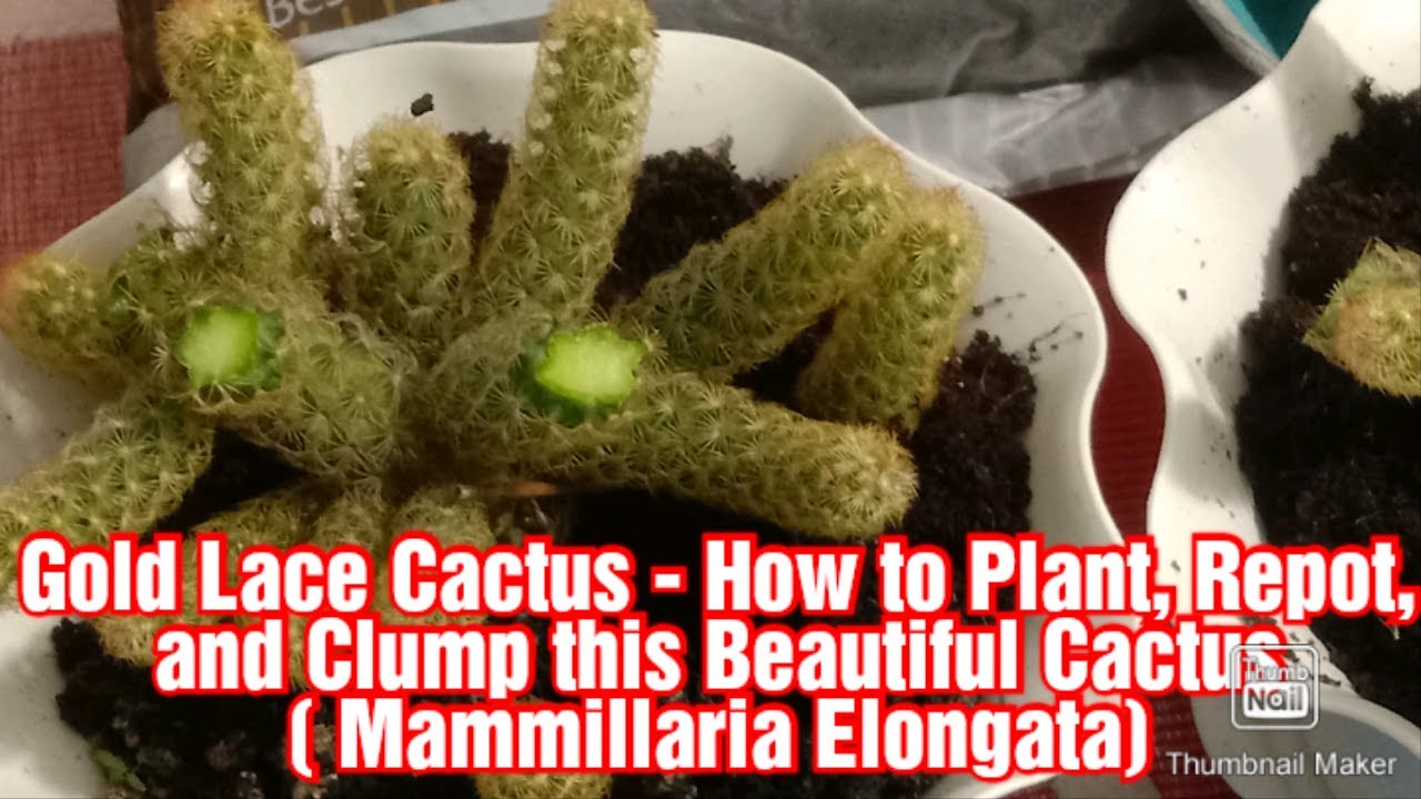 Gold Lace Cactus - How to Plant, Repot and Clump this Beautiful , Rare Cactus ( Mammilaria Elongata)