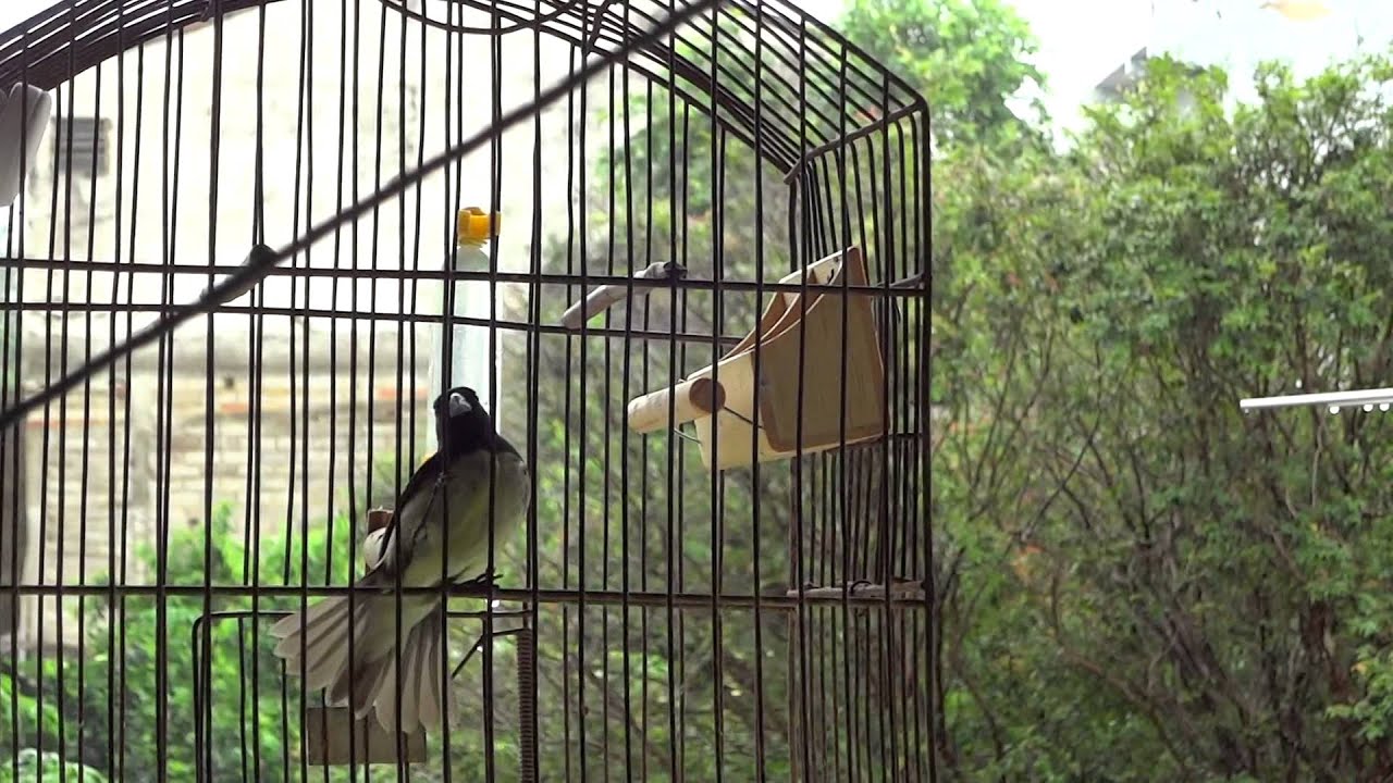 PAPA CAPIM TUI-TUI GREGO