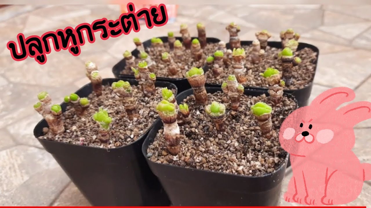 วิธีปลูกหูกระต่าย Monilaria moniliforme (แบบต้น)
