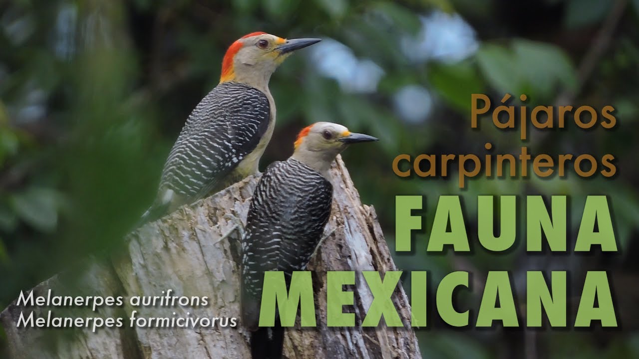 Pájaros Carpinteros | Fauna Mexicana