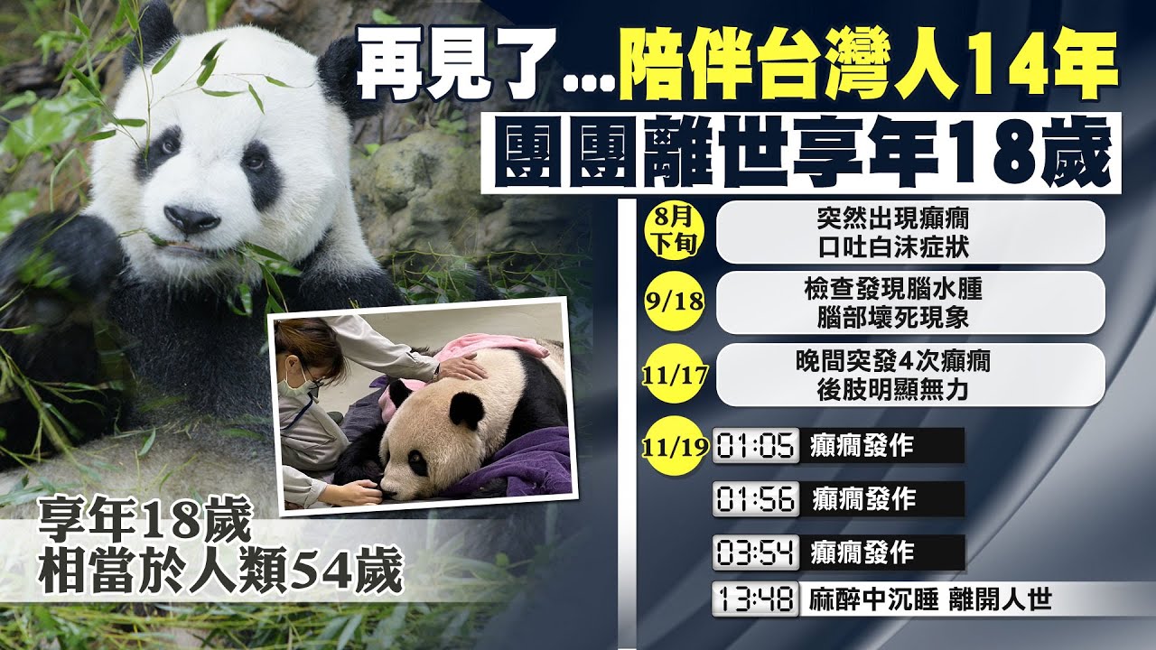 【每日必看】不痛了!貓熊