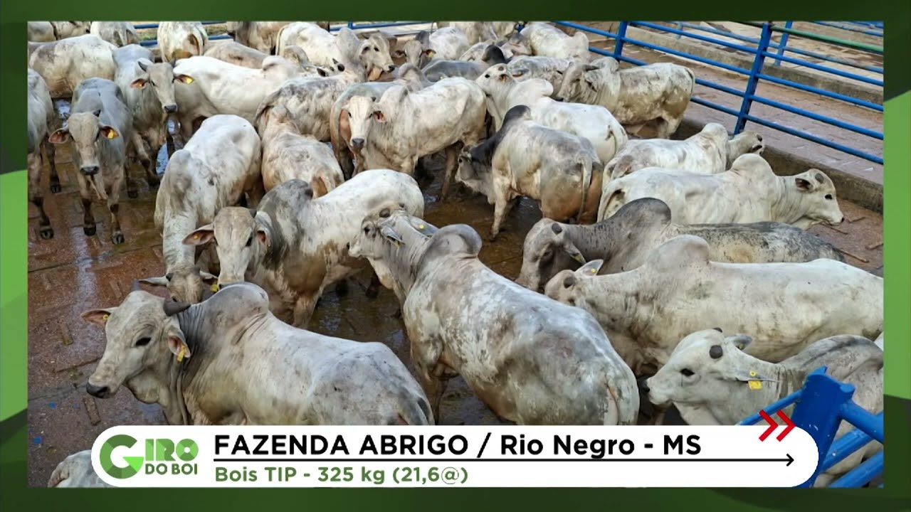 BOIADA PANTANEIRA DE TIP RENDE BÔNUS ACIMA DA MÉDIA EM MS; SAIBA MAIS