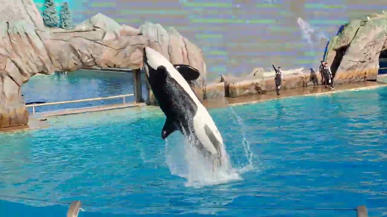 Orca Encounter,  2pm 11/21/25, SeaWorld San Diego!! More short videos on TT!!