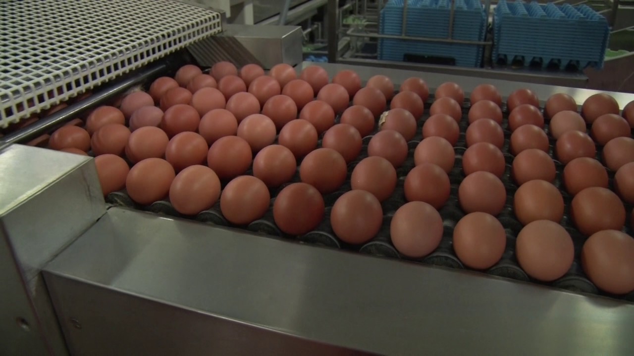 La fabrication des oeufs Cocorette