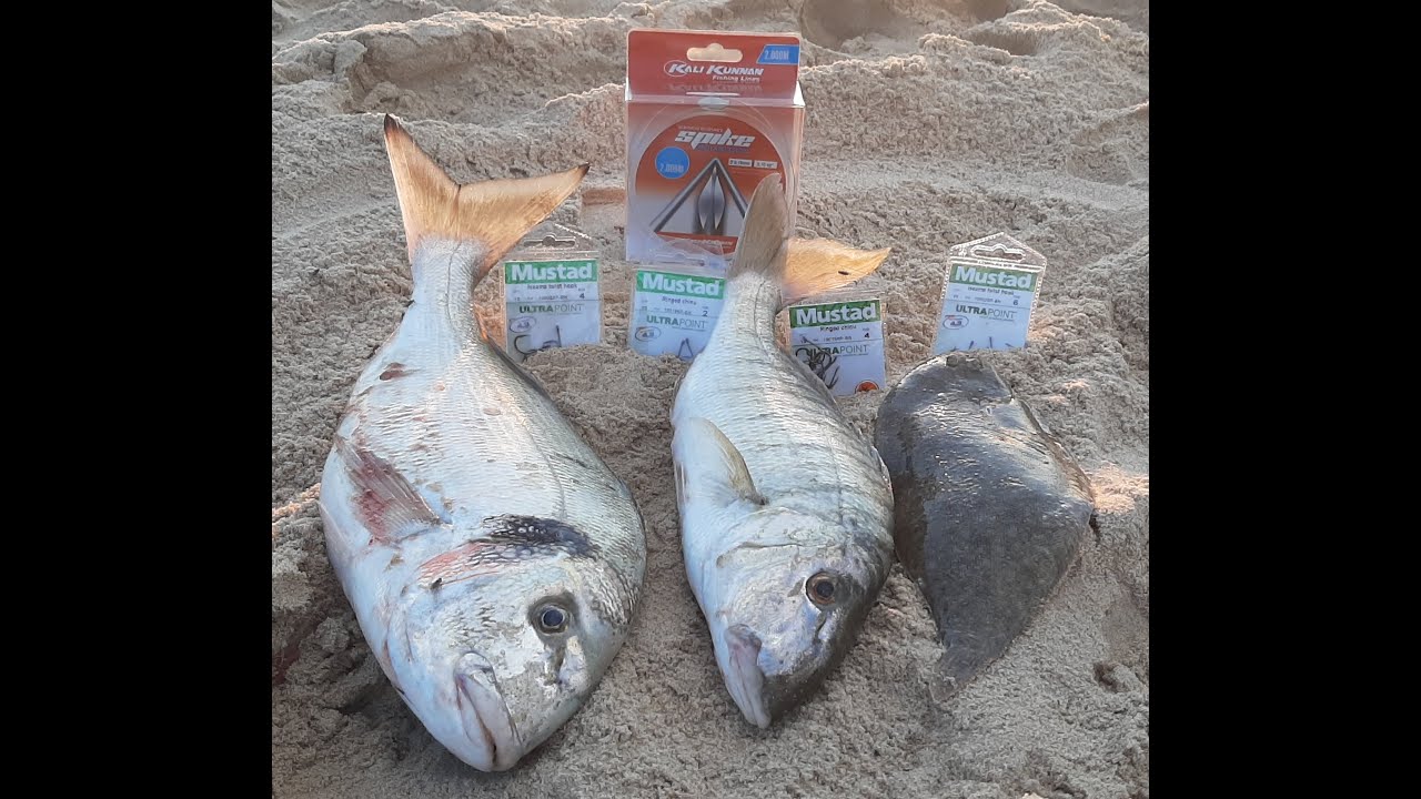 PESCA DE DORADAS, HERRERAS XL...  en LOS LANCES, TARIFA