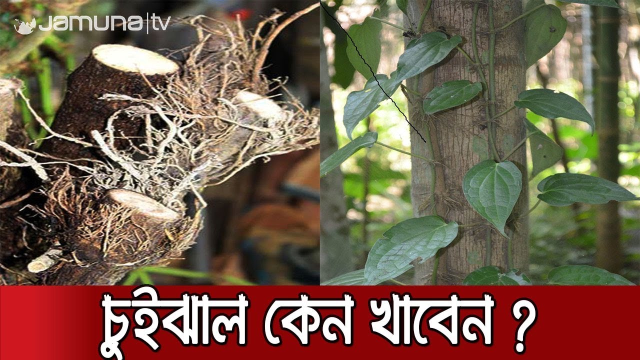 বহু রোগের ঔষধ 'চুই ঝাল'। Jamuna TV