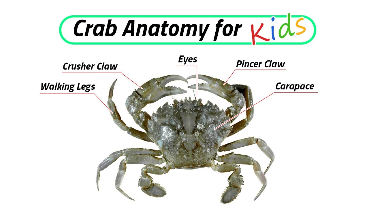Crustacean Species / Crab Anatomy for Kids / Leo & Lia Story TV