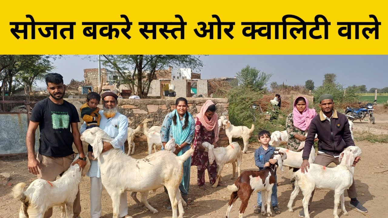 7340592976, 8949917363 कुर्बानी के होलसेल में सोजत बकरे | गुलाबी | बकरे | बकरी | सोजत नस्ल |