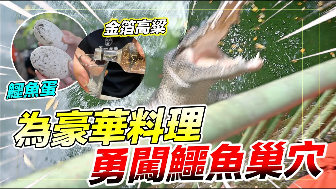 勇闖鱷魚巢穴，取鱷魚蛋「做史上最豪華金箔高粱蒸蛋」