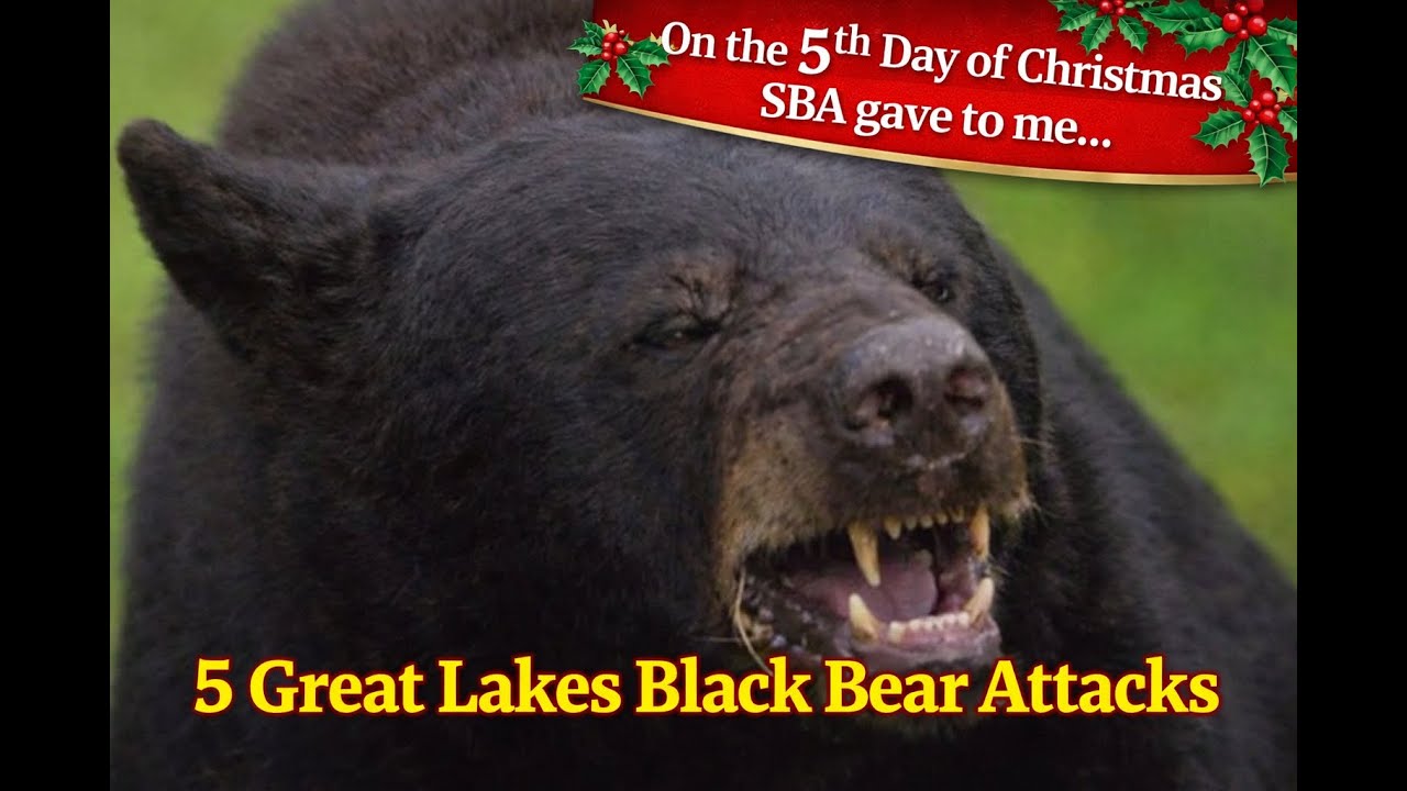 Scary Bear Attacks: Great Lakes Black Bears That Turned Violent