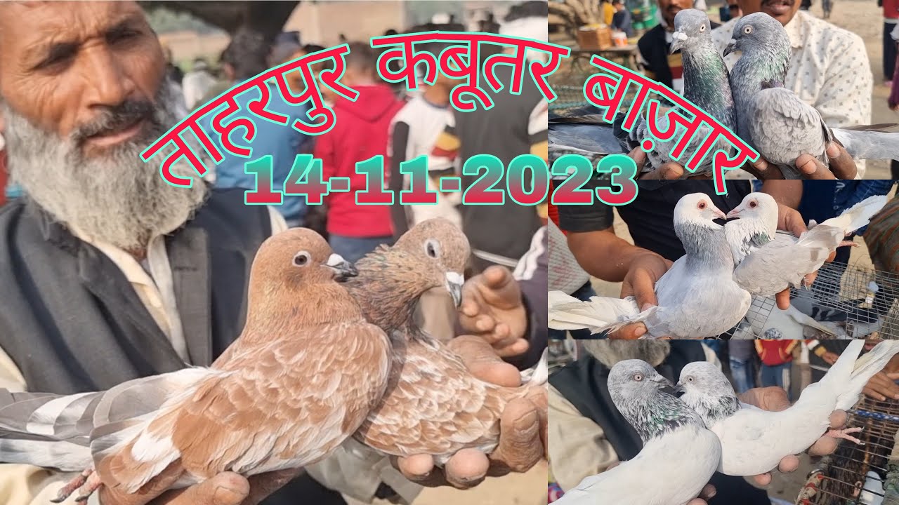 ताहरपुर कबूतर मण्डी जिला मुरादाबाद 14-11-2023. Moradabad kabootar market. Only High flyer kabootar.