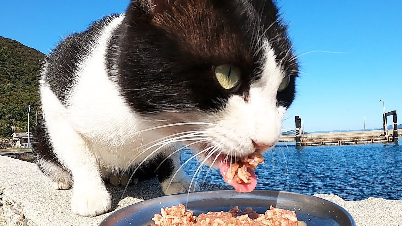 猫島で縄張り争いに負け続けた猫の末路？群れず孤独に特異な地形を縄張りとして俺はここだ！と鳴き叫び続けるかわいい猫にカルカン(kalkan)とちゅ～るを給餌したらガツガツ食べた 野良猫 感動猫動画