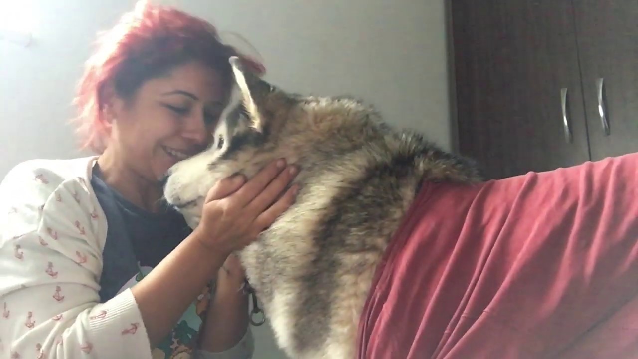 Ameliyat Öncesi ve Sonrası / Köpeklerde Ameliyat Sonrası Yemek Tarifi