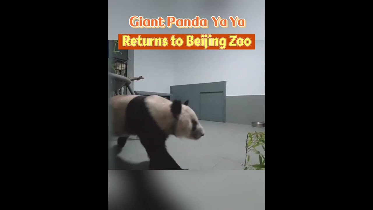 Giant panda Ya Ya returns to Beijing Zoo 