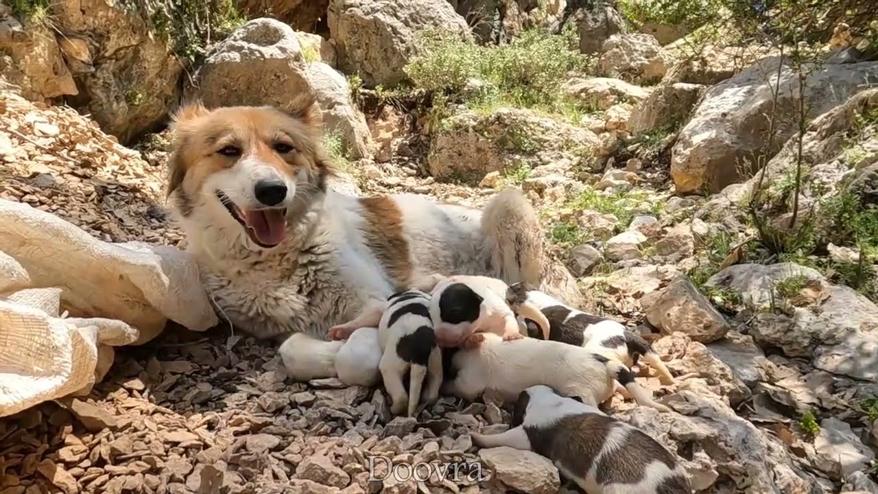 Mohammad and his wife are Iranian nomads who are building a stone house in the Great Cave