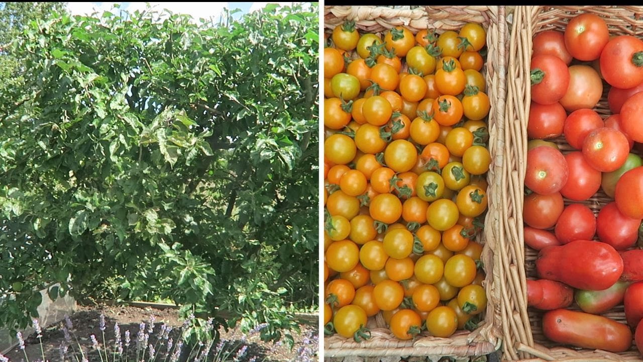Summer Pruning Apple Tree. Harvesting outdoor tomatoes.