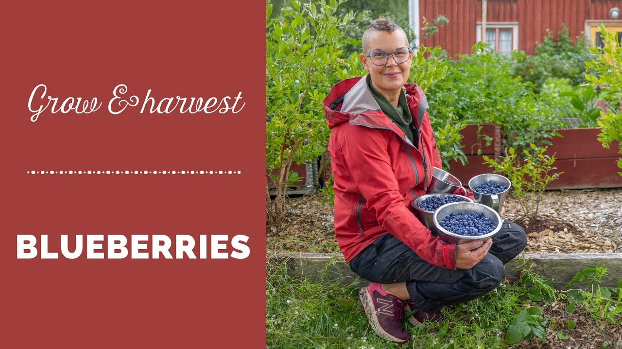 Grow and harvest blueberries