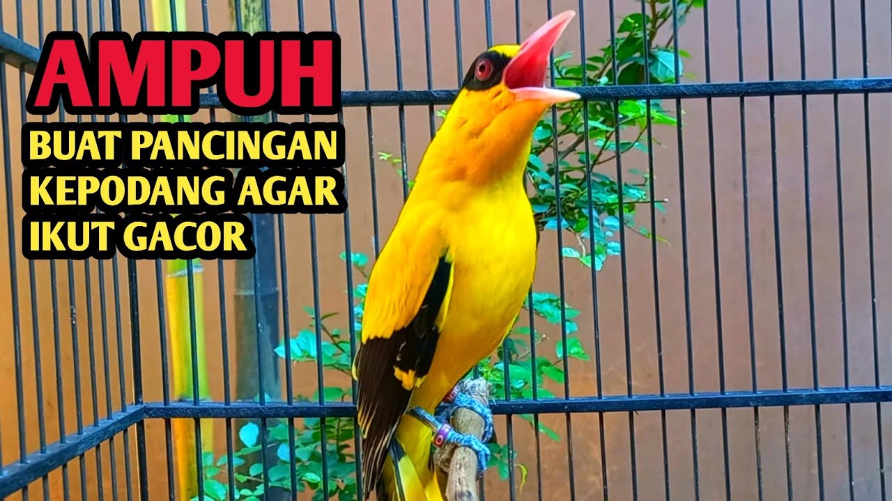 Kepodang emas gacor menantang lawan || Suara  podang kuning AMPUH buat pancingan kepodang agar bunyi