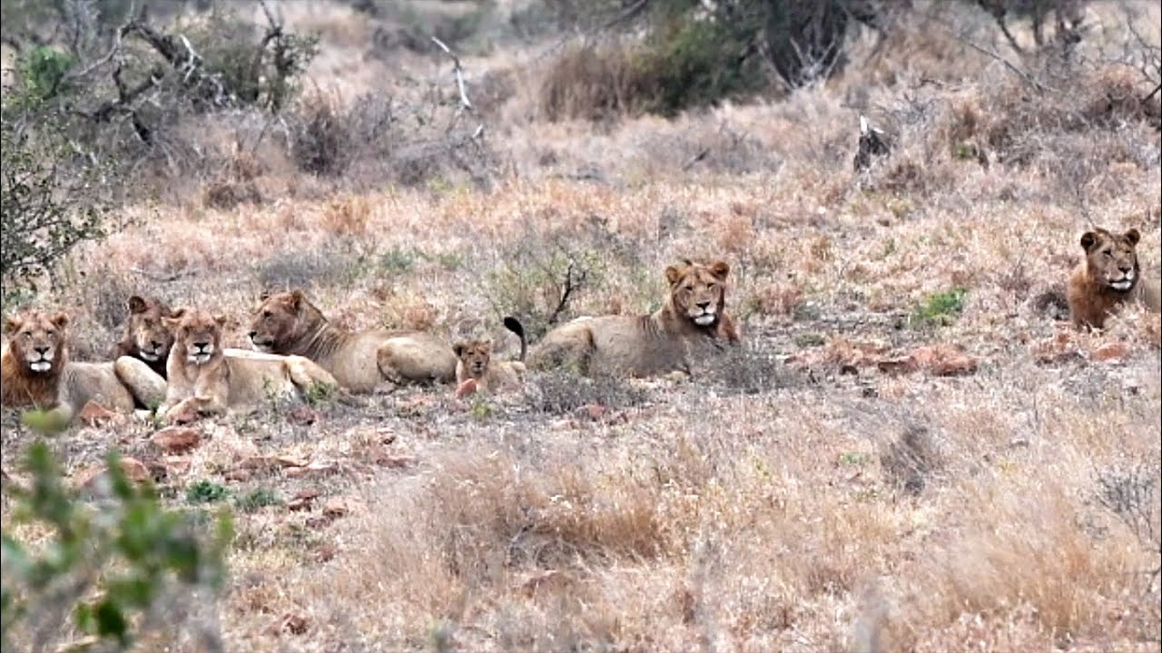 Ngotso Sub Adult Male Lions, 5 Promising Young Half Brothers