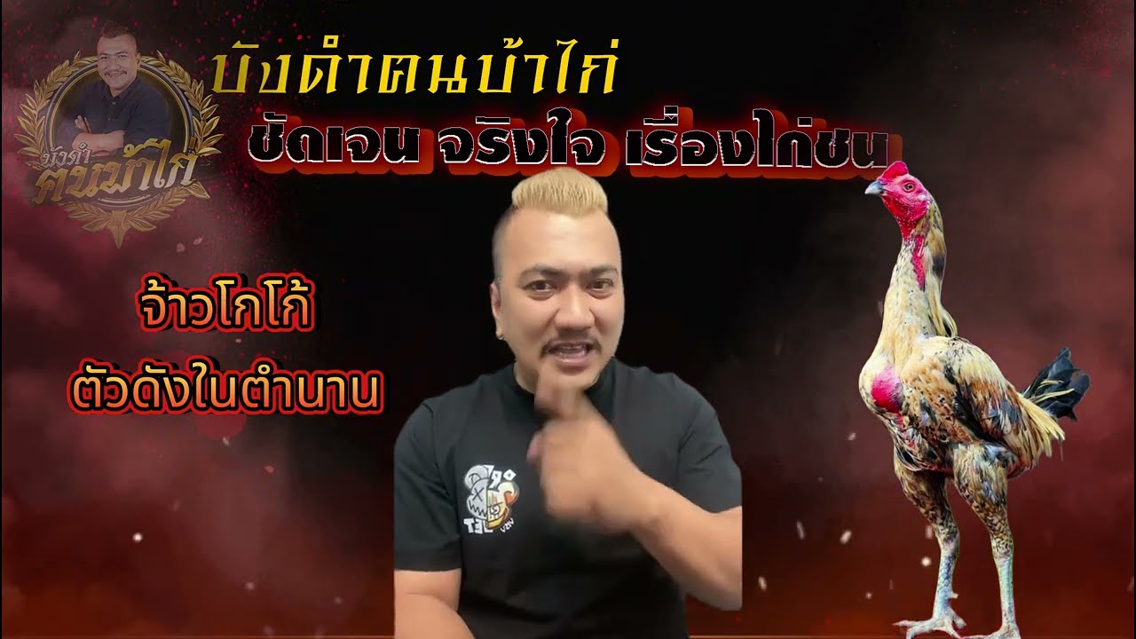 คนบ้าไก่ : ไก่ชนตัวดังในตำนาน | เจ้าโกโก้ | ค่าตัว 4ล้านบาท | #ไก่ชนเงินล้าน #คนบ้าไก่ #ไก่ชนออนไลน์