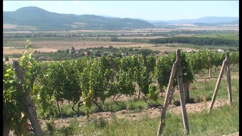Potulky po slovenských vinárstvach - tokajská vinárska oblasť