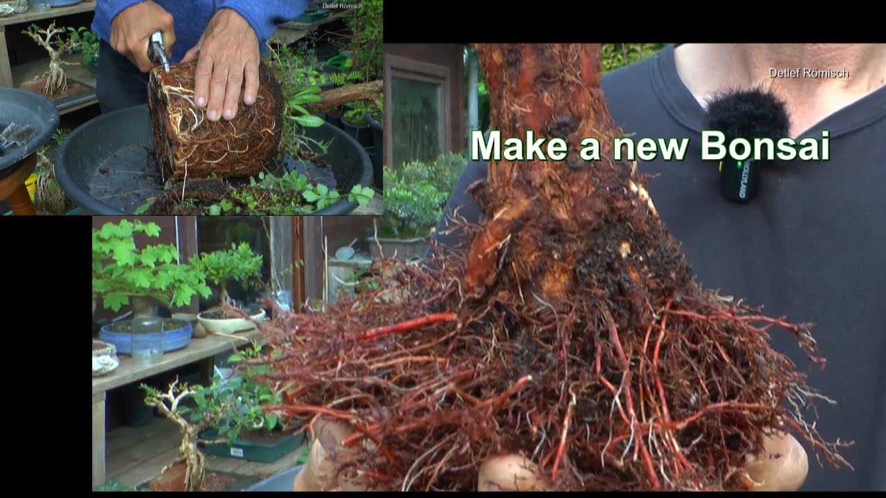 Bonsai machen Feldahorn, Mammutbaum und Wisteria. Spezial Topfpflanze Mammutbaum zum Bonsai