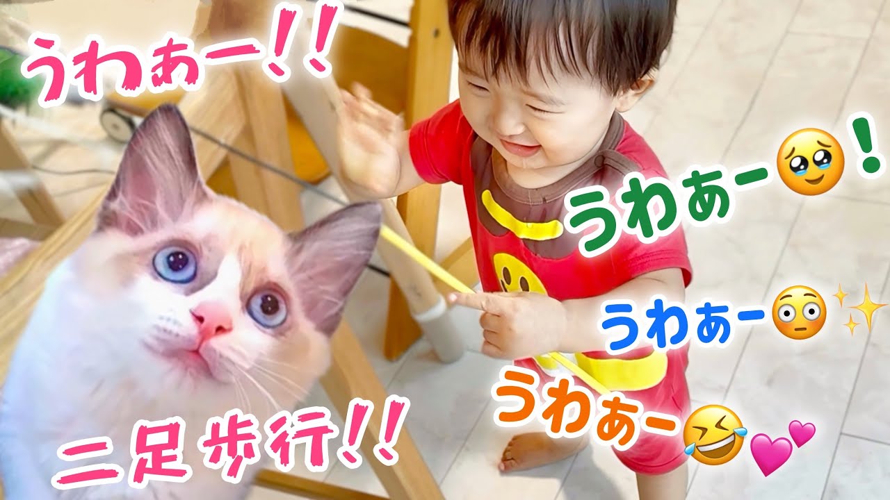 【奇跡の瞬間】子猫を追って‥赤ちゃんが初めて歩いた日